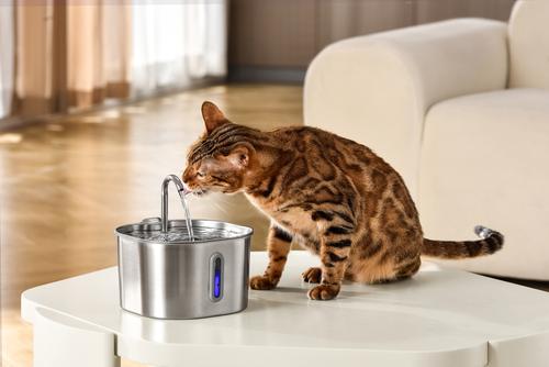 KITTYSPOUT The KittySpout Stainless Steel Cat Fountain, 2.2-l - Chewy.com