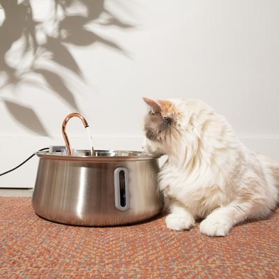 KITTYSPOUT The KittySpout 2.0 Stainless Steel Cat Fountain - Chewy.com