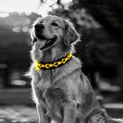 MEGAPAWS Light Up Nylon Dog Collar, Orange, Large: 17 to 27-in neck, 0.79-in wide