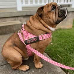 BullHug Checkered Adjustable No Choke & No Pull Dog Harness, Pink, Small: 19 to 24-in chest slide 2 of 7