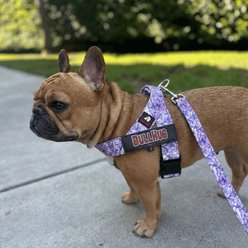 BullHug Adjustable No Choke Dog Harness, Purple Floral, Small: 19 to 24-in chest slide 2 of 6