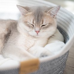CheerPals Basket with Cushion Dog & Cat Bed, Grey slide 2 of 9