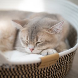 CheerPals Basket with Cushion Dog & Cat Bed, Brown slide 2 of 8