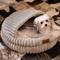 Show in main carousel: CheerPals Pet Cave Dog & Cat Bed, Light Grey slide 8 of 9