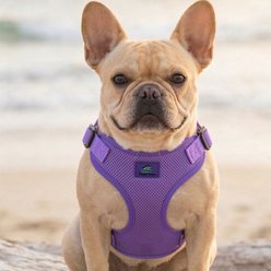 Doggie Design Wrap & Snap Choke Free Adjustable Dog Harness, Paisley Purple, Large: 20 to 26-in chest slide 2 of 6