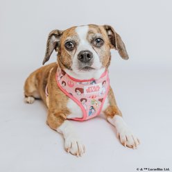 Sassy Woof STAR WARS Princess Leia Dog Adjustable Harness, XX-Large: 25 to 37-in chest slide 2 of 9