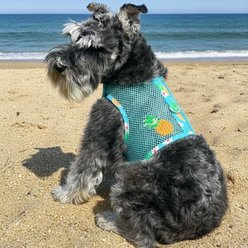 Doggie Design Cool Mesh Adjustable Dog Harness with Leash, Pineapple Luau, Medium: 16 to 19-in chest slide 2 of 5