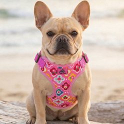 Doggie Design Wrap & Snap Choke Free Adjustable Dog Harness, Maui Pink, Small: 13.75 to 17-in chest slide 2 of 6
