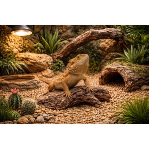 Exotic Pebbles Wood Bean Pebbles, 20-lb bag