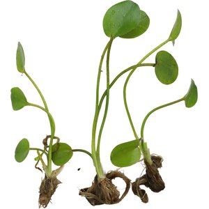 HydrOasis Water Poppy Surface Live Pond Plant, 3 count