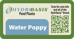 HydrOasis Water Poppy Surface Live Pond Plant, 3 count slide 2 of 5