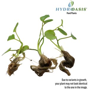 HydrOasis Water Poppy Surface Live Pond Plant, 3 count