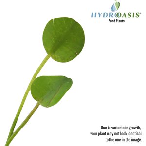 HydrOasis Water Poppy Surface Live Pond Plant, 3 count