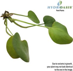 HydrOasis Frogbit Surface Koi & Pond Fish Plant, 3 count slide 2 of 5