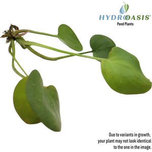 HydrOasis Frogbit Floating Live Pond Plant, 3 count