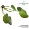 Show in main carousel: HydrOasis Frogbit Floating Live Pond Plant, 3 count slide 4 of 5