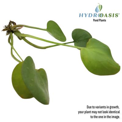 Show full view: HydrOasis Frogbit Floating Live Pond Plant, 3 count slide 4 of 5