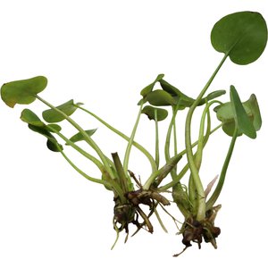 HydrOasis Frogbit Floating Live Pond Plant, 3 count
