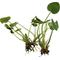 Show in main carousel: HydrOasis Frogbit Floating Live Pond Plant, 3 count slide 1 of 5