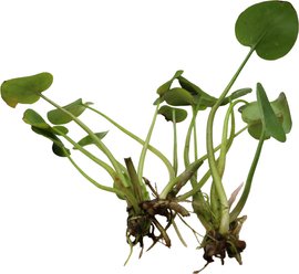 HydrOasis Frogbit Floating Live Pond Plant, 3 count