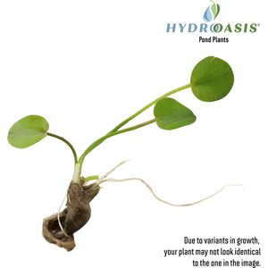 HydrOasis Water Poppy Surface Live Pond Plant, 3 count
