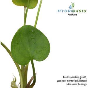 HydrOasis Frogbit Floating Live Pond Plant, 3 count