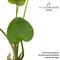 Show in main carousel: HydrOasis Frogbit Floating Live Pond Plant, 3 count slide 3 of 5