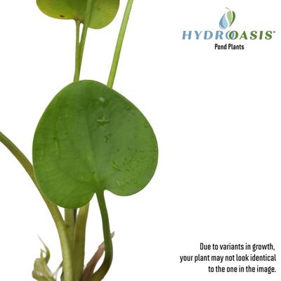 Show full view: HydrOasis Frogbit Floating Live Pond Plant, 3 count slide 3 of 5