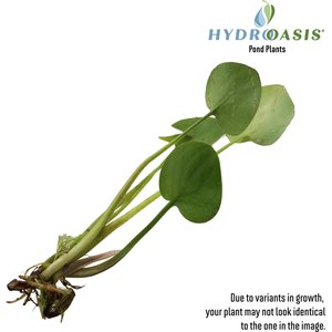 HydrOasis Frogbit Floating Live Pond Plant, 3 count