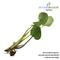 Show in main carousel: HydrOasis Frogbit Floating Live Pond Plant, 3 count slide 2 of 5
