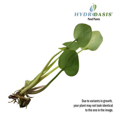 Show full view: HydrOasis Frogbit Floating Live Pond Plant, 3 count slide 2 of 5