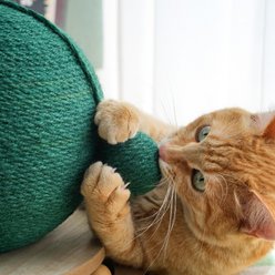 Fairela Cactus Interactive Jute Rope 9-in Hemp Cat Scratching Ball with Rolling Base, Green slide 2 of 9