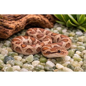 Exotic Pebbles Polished Jade Reptile & Terrarium Gravel, Jade, 20-lb bag