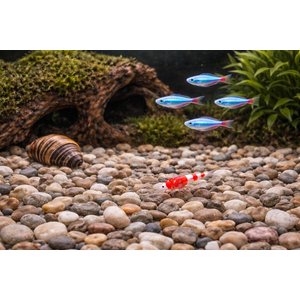 Exotic Pebbles Natural Washed Mixed Gravel, Mixed, 20-lb