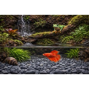 Exotic Pebbles Natural Washed Black Gravel, Black, 20-lb