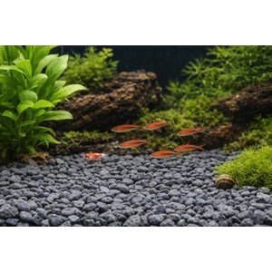 Exotic Pebbles Black Bean Pebbles, 20-lb bag