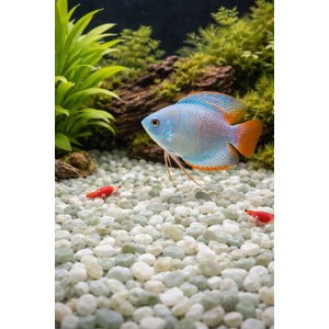 Exotic Pebbles Jade Bean Pebbles, 20-lb bag
