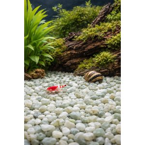 Exotic Pebbles Jade Bean Pebbles, 20-lb bag