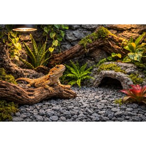 Exotic Pebbles Black Bean Pebbles, 20-lb bag