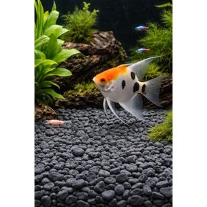 Exotic Pebbles Black Bean Pebbles, 20-lb bag