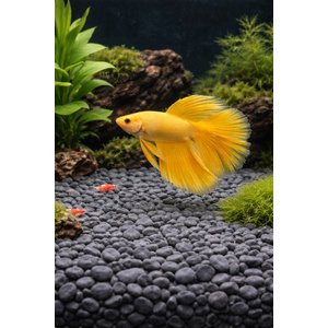 Exotic Pebbles Black Bean Pebbles, 20-lb bag