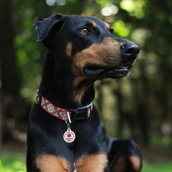GoTags Circle Personalized Service Dog & Cat ID Tag, Regular slide 2 of 7