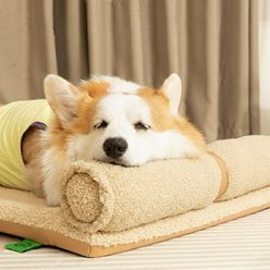 NonoPets Luxury Orthopedic Lambswool High-Resiliency Egg-Crate Foam Mat Dog Daybed with Integrated 6-in Spine-Protection Pillow, Grey, Large slide 2 of 3