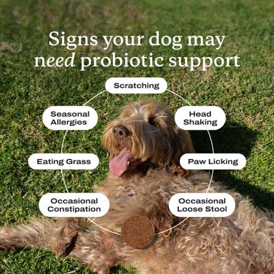 Show full view: PetLabCo. Probiotic Salmon Flavored Soft Chews for Dogs, 30 count slide 6 of 11