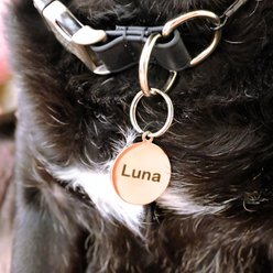 Mimi Green Circle Pet ID Tag Small slide 2 of 5
