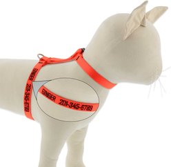 LupinePet Personalized Basic Solid H-Style Cat Harness, Blaze Orange, Large: 12 to 20-in chest