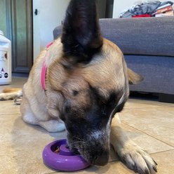 Freezbone Super Durable Freez Doughnut Tough Chewer Treat Dispenser Dog Toy, Navy, Large slide 2 of 9
