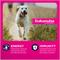 Show in main carousel: Eukanuba Puppy Large Breed Dry Dog Food, 30-lb bag slide 3 of 11