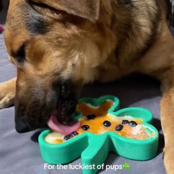 Freezbone FreezShamrock Premium Enrichment Tough Chewer Treat Dispenser Dog Toy, Green, Large slide 2 of 6