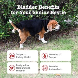 Zesty Paws Advanced Urinary Tract Bites Chicken Flavored Soft Chew Kidney Supplement for Senior Dogs, 90 count